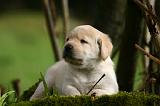 LABRADOR 1308